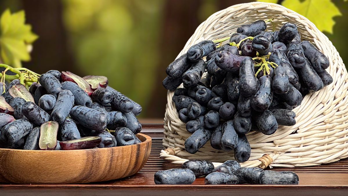 Popular Grape Varieties Loved by Customers in Japan| Green Grapes, Finger Grapes, and Nagano Grapes