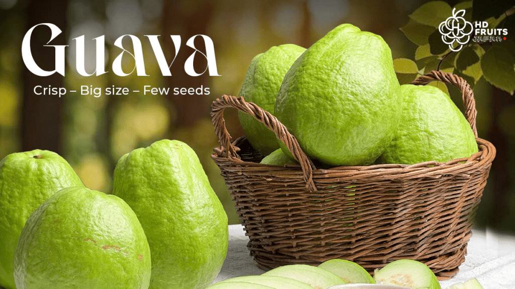 Is Crunchy Sweet Guava in Japan Good? How to Choose Tasty Vietnamese People in Japan